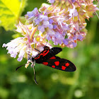 Six-spot burnet