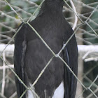 Grey-headed fish eagle