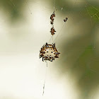 Black-and-White Spiny Spider