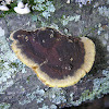 Mustard Yellow Polypore