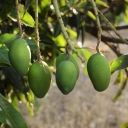 Young mango bunches