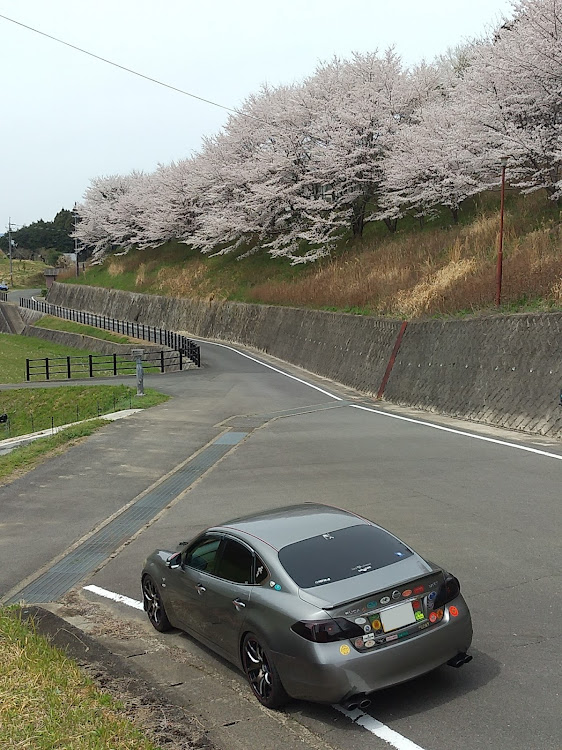 フーガの4月2日(土)・早朝から写活しましたpart11・奈良県高市郡明日香村・明日香小学校校庭沿いに関するカスタム事例の投稿画像2枚目