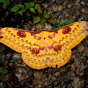 Golden Emperor Moth