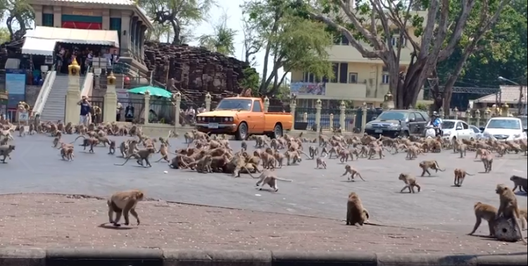 Monkeys clash in the streets of Thailand over food.