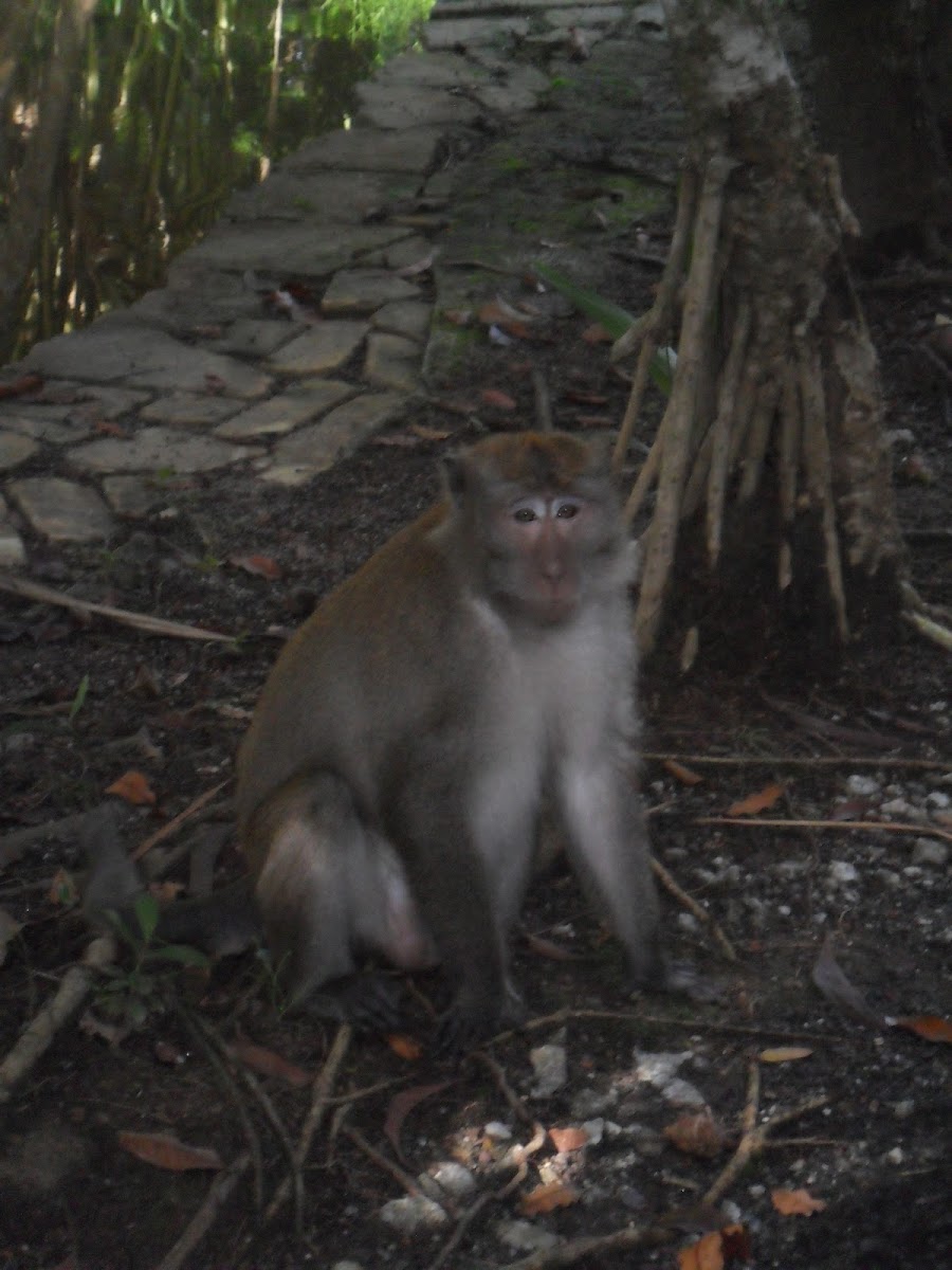 Crab-eating macaque