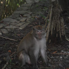 Crab-eating macaque