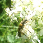 Spotted Longhorn