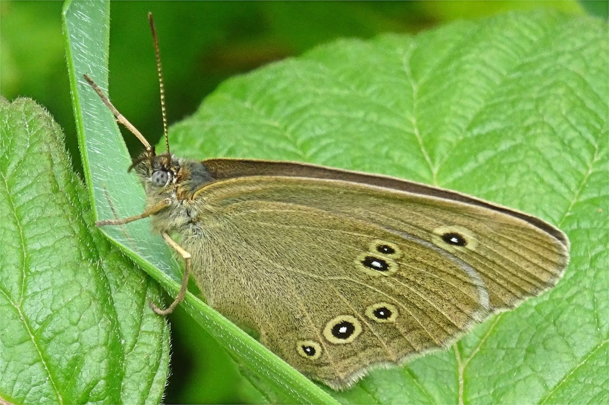 Ringlet