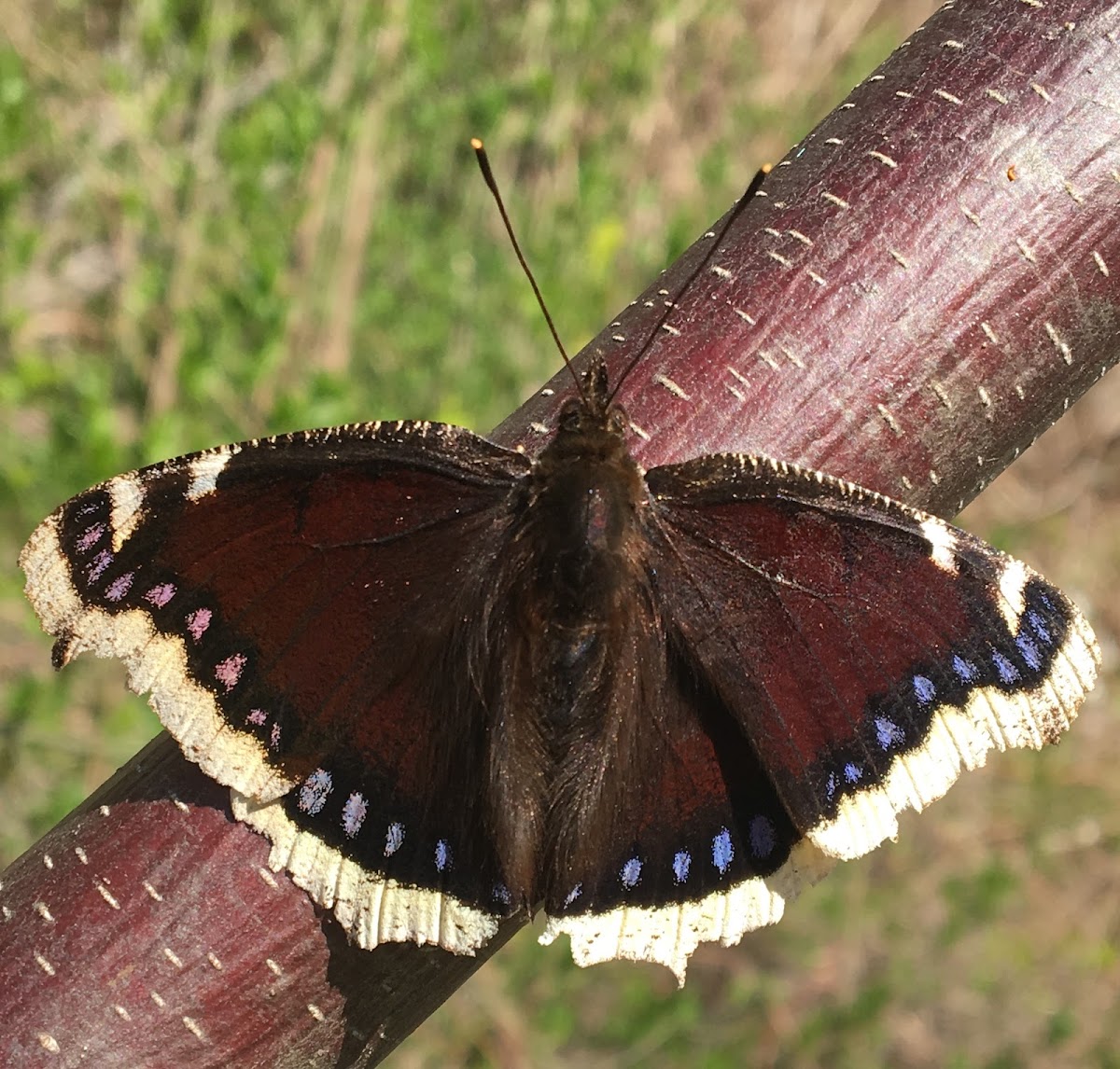 Camberwell Beauty