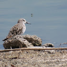 Little Stint