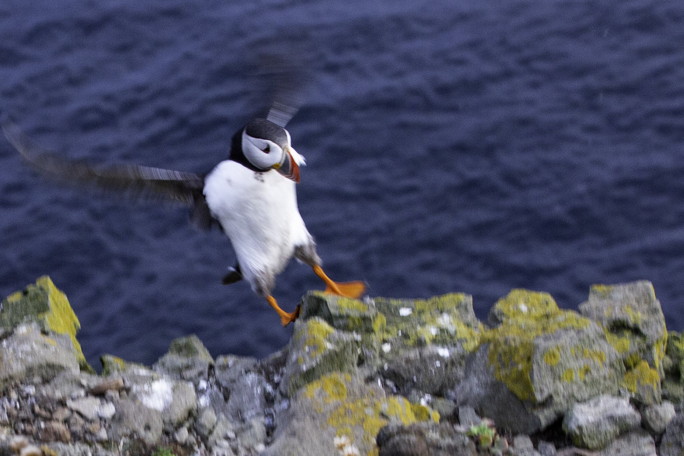 Исландия - родина слонов (архипелаг Vestmannaeyjar, юг, север, запад и Центр Пустоты)