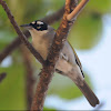 Black-crowned Palm Tanager