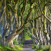 The Dark Hedges di 