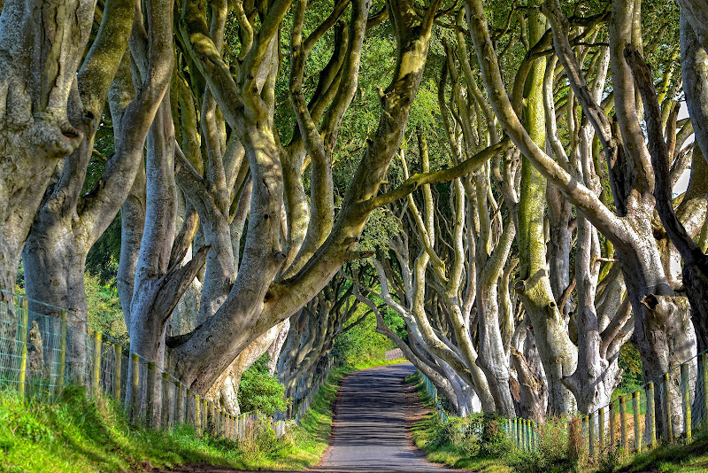 The Dark Hedges di cicciobello