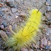 American Dagger Moth