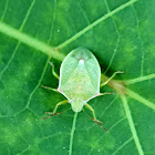 Southern green stink bug