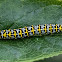 Mullein Caterpillar