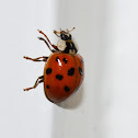 Asian Ladybird