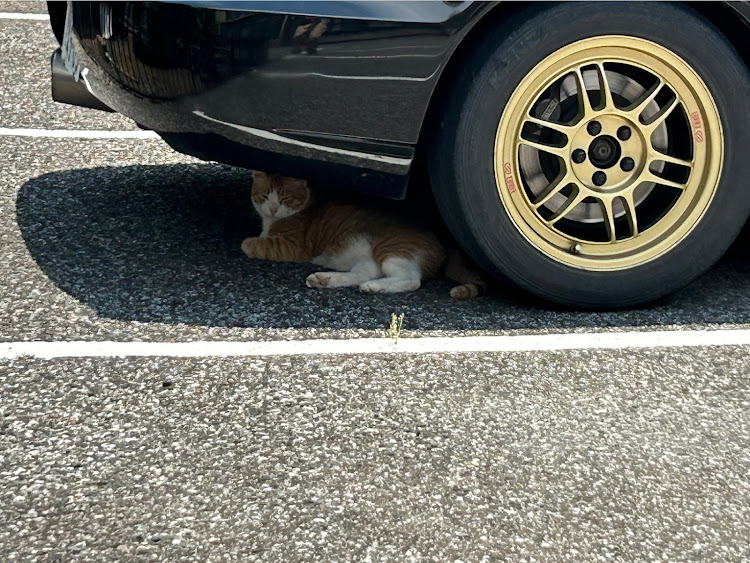 カプチーノのソフトクリーム・白沢・川場・赤城山・馬鹿旨に関するカスタム事例の投稿画像1枚目