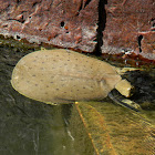 midland smooth softshell turtle