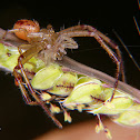 Crab spider