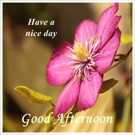Updated Good Afternoon Images Pc Android App Mod Download 21