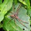 Huntsman Spider