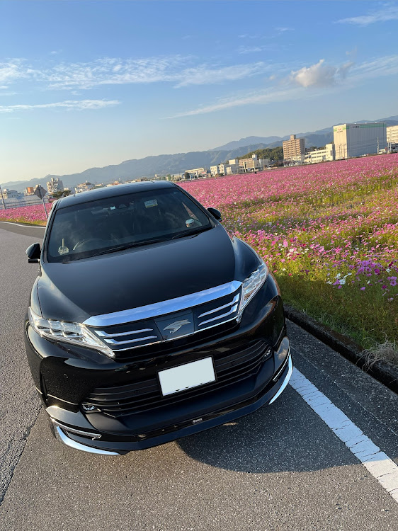 ハリアーのいい18の日・ドライブ・コスモス畑に関するカスタム事例の投稿画像1枚目