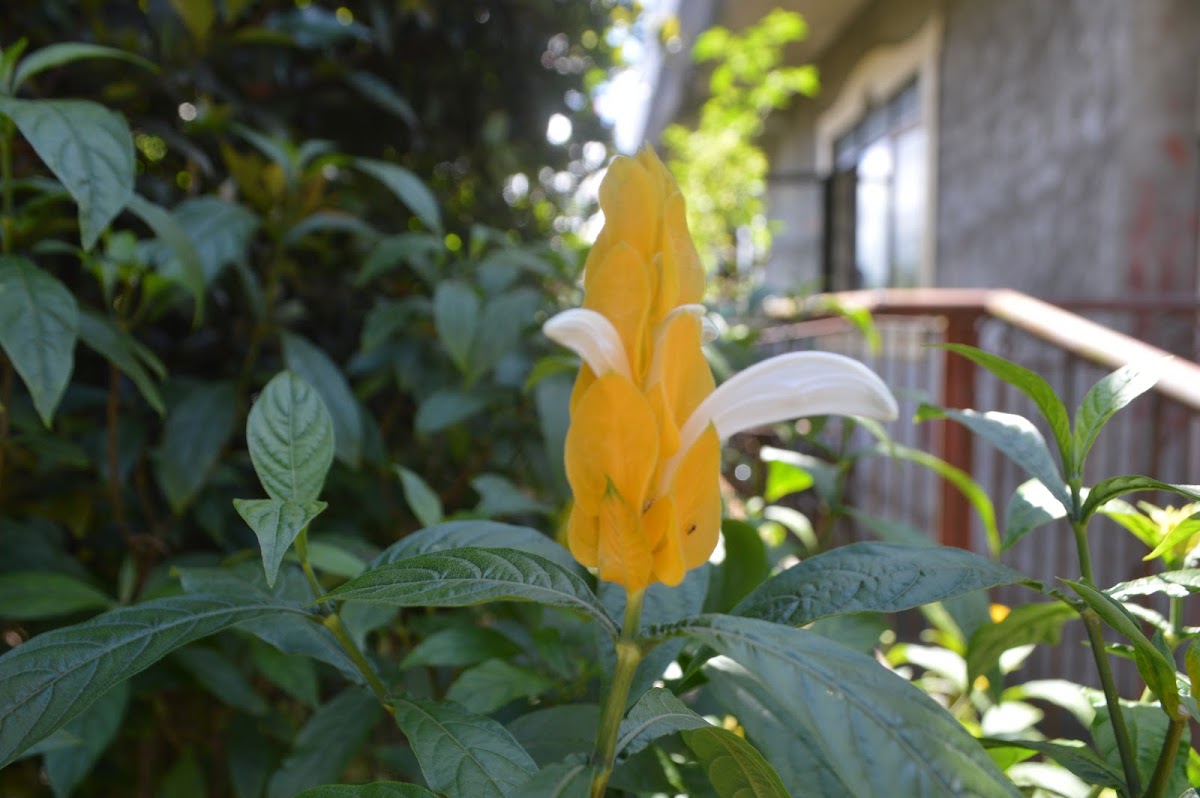 Golden Shrimp Plant