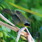 Common Yellowthroat