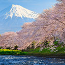 Sakura and Mountain Fuji in the morning Chrome extension download