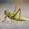 Citrus Locust / Large Grasshopper