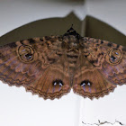 Granny's Cloak Moth