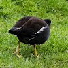 Moorhen