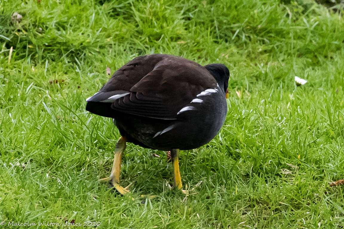 Moorhen