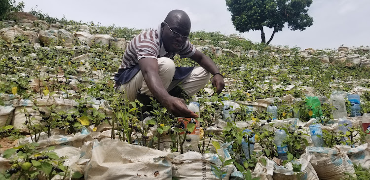 Berry Odindo works on his rocky farm