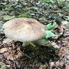 Platterful Mushroom