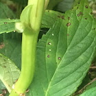 Green Lacewing Eggs