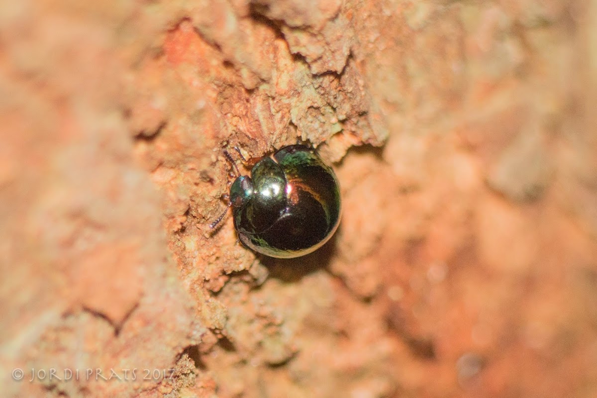 Bark Leaf Beetle