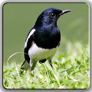 Birdsong (All Varians Bird)  Icon