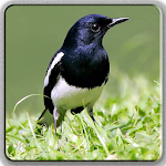 Birdsong (All Varians Bird) Apk