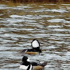 Hooded Merganser