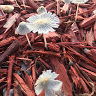 Pleated Ink Cap