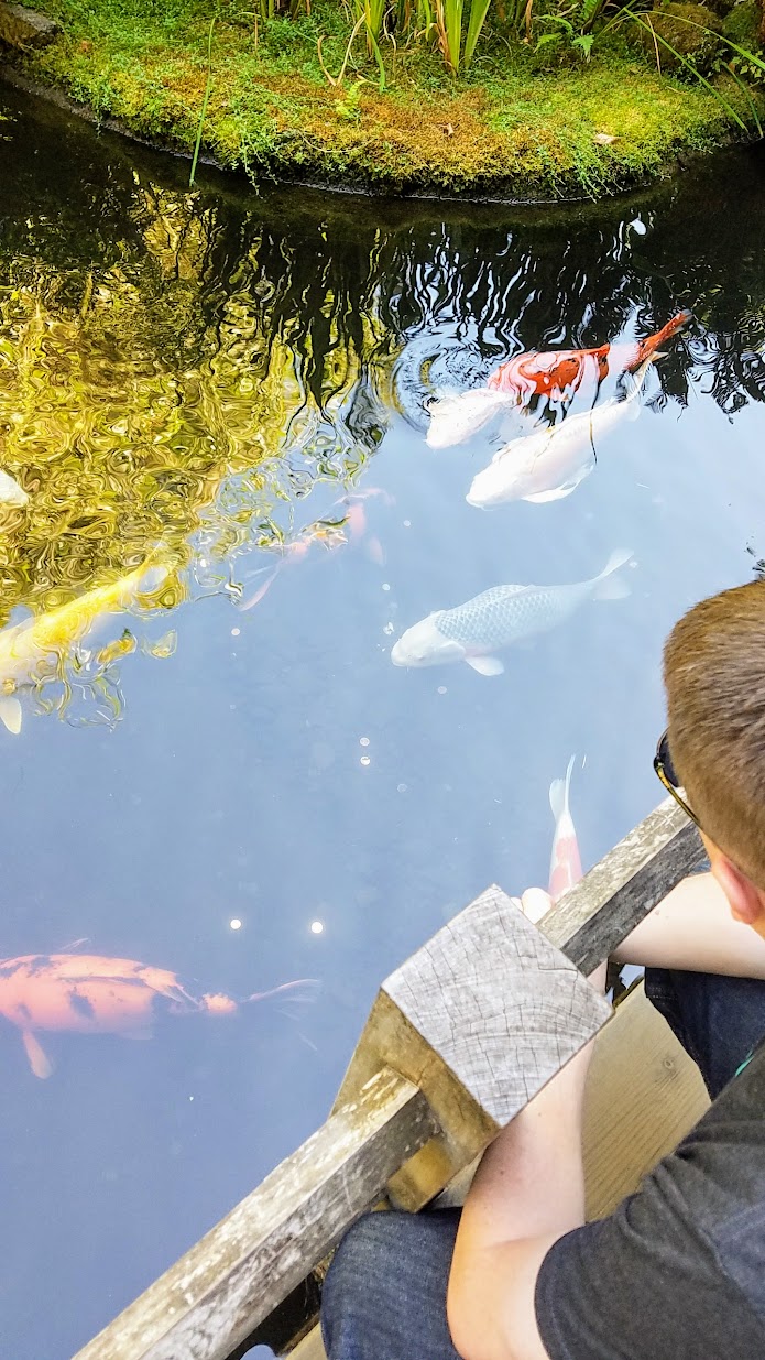 Visiting the Portland Japanese Garden - Strolling Pond Gardens. Area with the Koi.