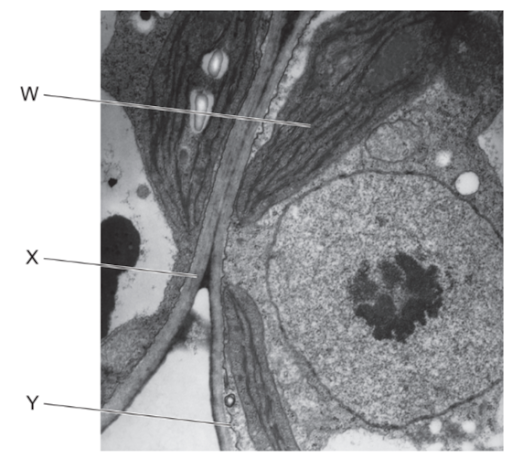 Cell biology and microscopy