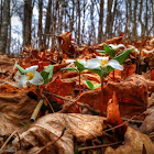 Snow Trillium