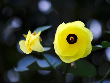50 ゆうな 花 言葉 画像ブログ