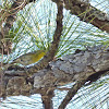 Pine Warbler