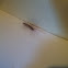 Common House Centipede