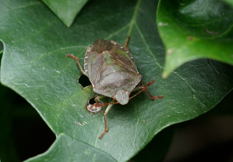 Common Green Shield Bug